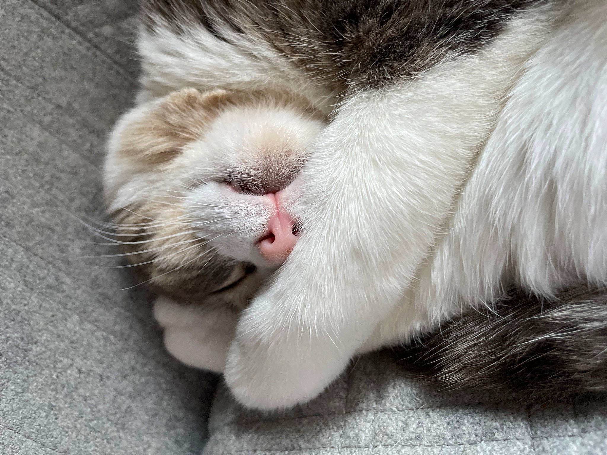 Boo a rejoint le concours — aidez-le/la à gagner de superbes lots ! carnivore, cat, claw, comfort, domestic_short_haired_cat, fawn, felidae, foot, fur, nap, paw, sleep, small_to_medium_sized_cats, snout, tail, terrestrial_animal, whiskers