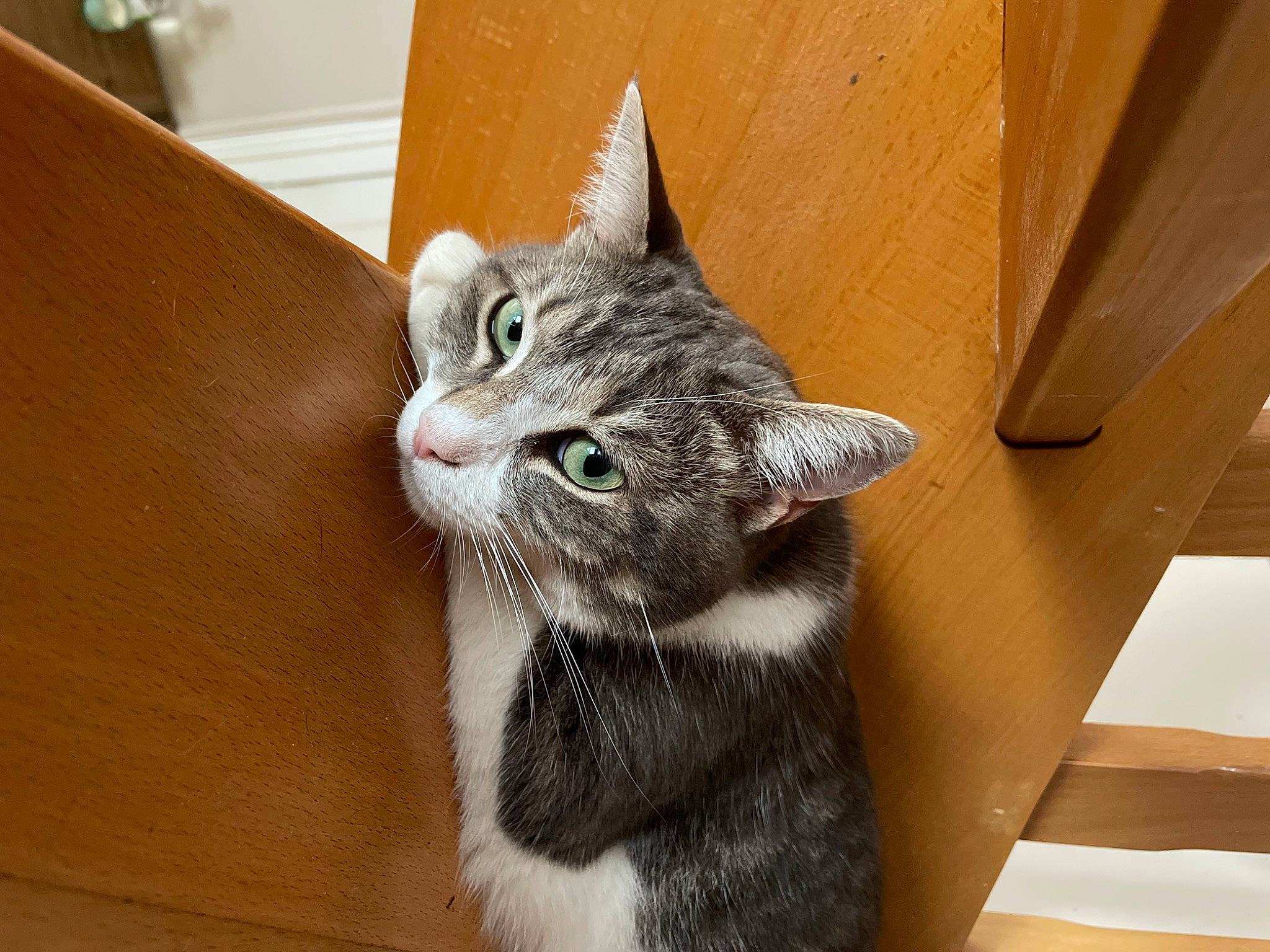 Boo participe au concours pour gagner de l'argent avec cette photo : carnivore, cat, claw, comfort, domestic_short_haired_cat, felidae, fur, hardwood, paw, small_to_medium_sized_cats, snout, tail, whiskers, window, wood