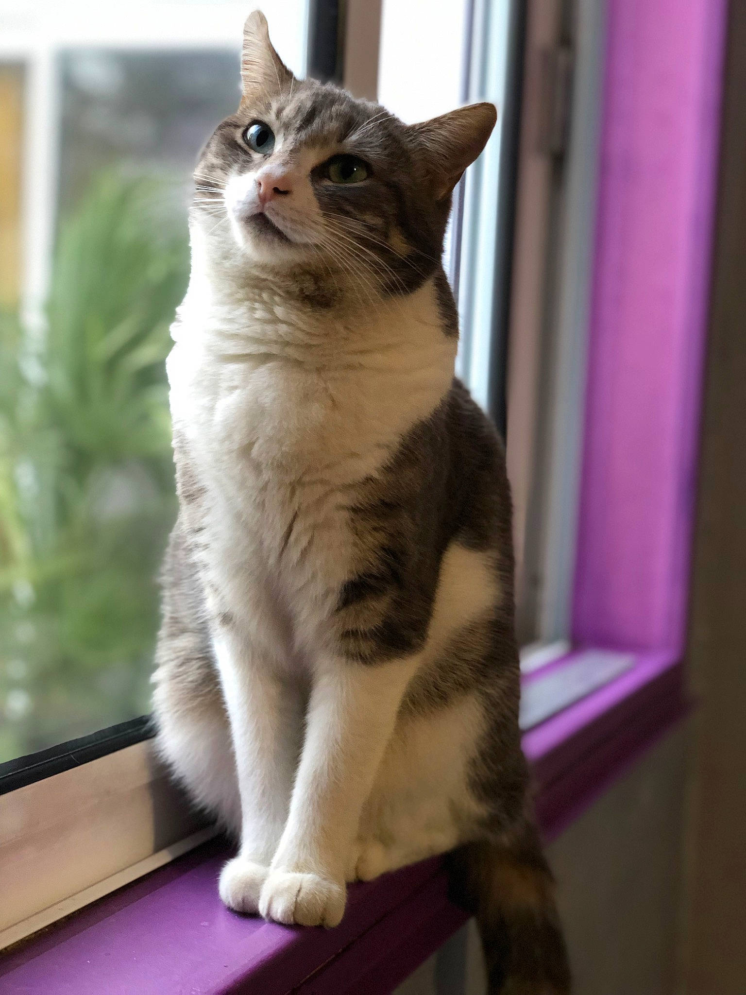 Boo participe au concours pour gagner de l'argent avec cette photo : carnivore, cat, collar, domestic_short_haired_cat, door, fawn, felidae, fur, magenta, paw, plant, sitting, small_to_medium_sized_cats, snout, tail, whiskers, window, wood