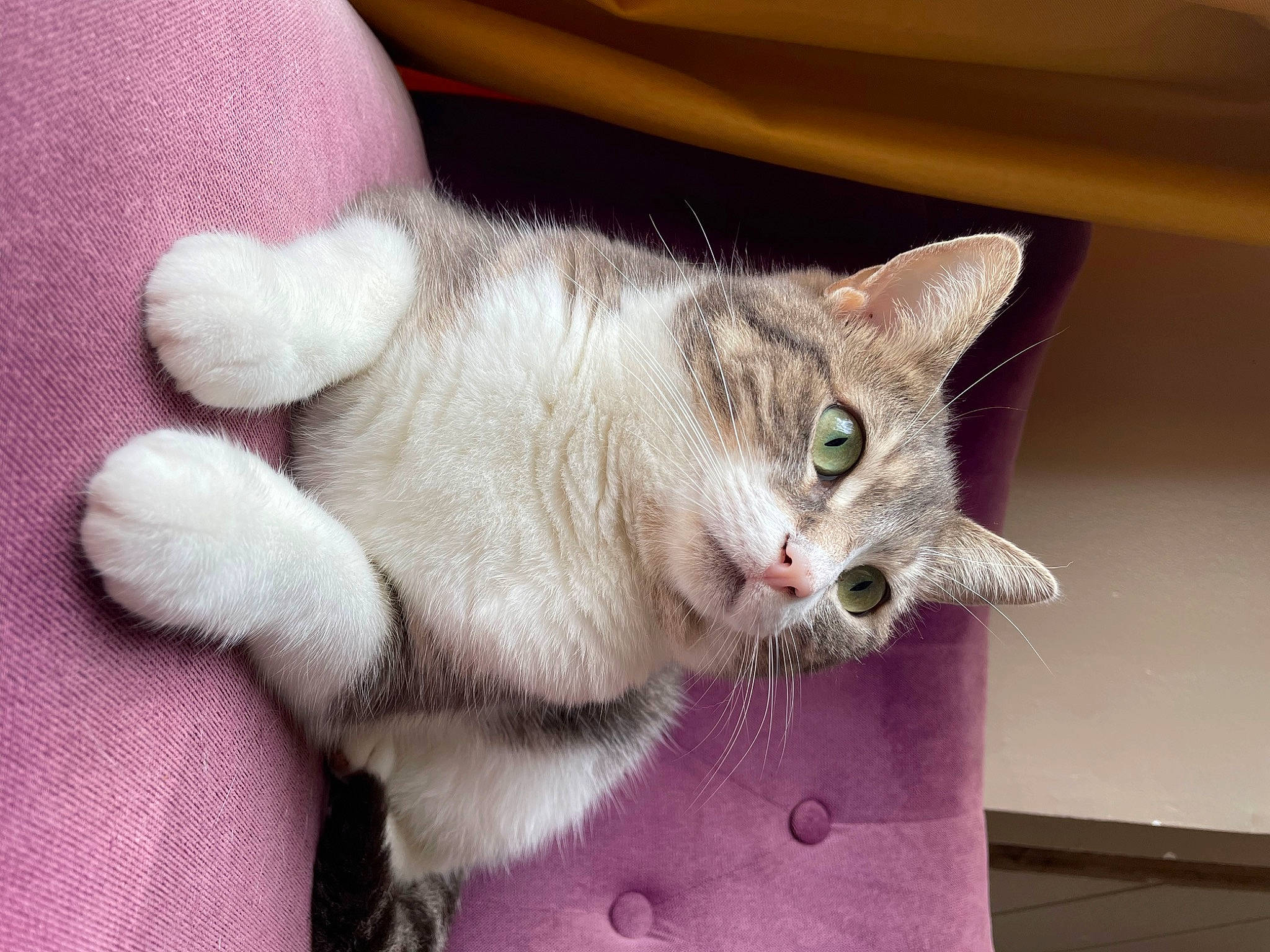 Boo a rejoint le concours — aidez-le/la à gagner de superbes lots ! carnivore, cat, cat_furniture, cat_supply, claw, collar, domestic_short_haired_cat, fawn, felidae, fur, paw, pet_supply, small_to_medium_sized_cats, snout, tail, whiskers