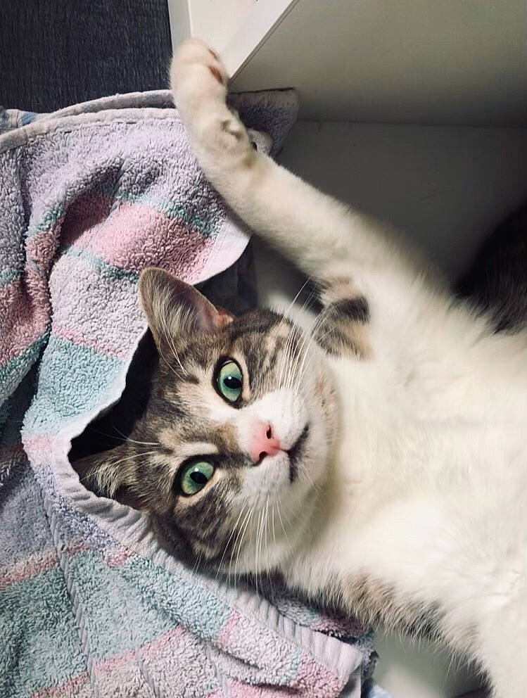 Boo a rejoint le concours — aidez-le/la à gagner de superbes lots ! carnivore, cat, claw, comfort, domestic_short_haired_cat, ear, felidae, fur, gesture, paw, plant, small_to_medium_sized_cats, tail, whiskers, window