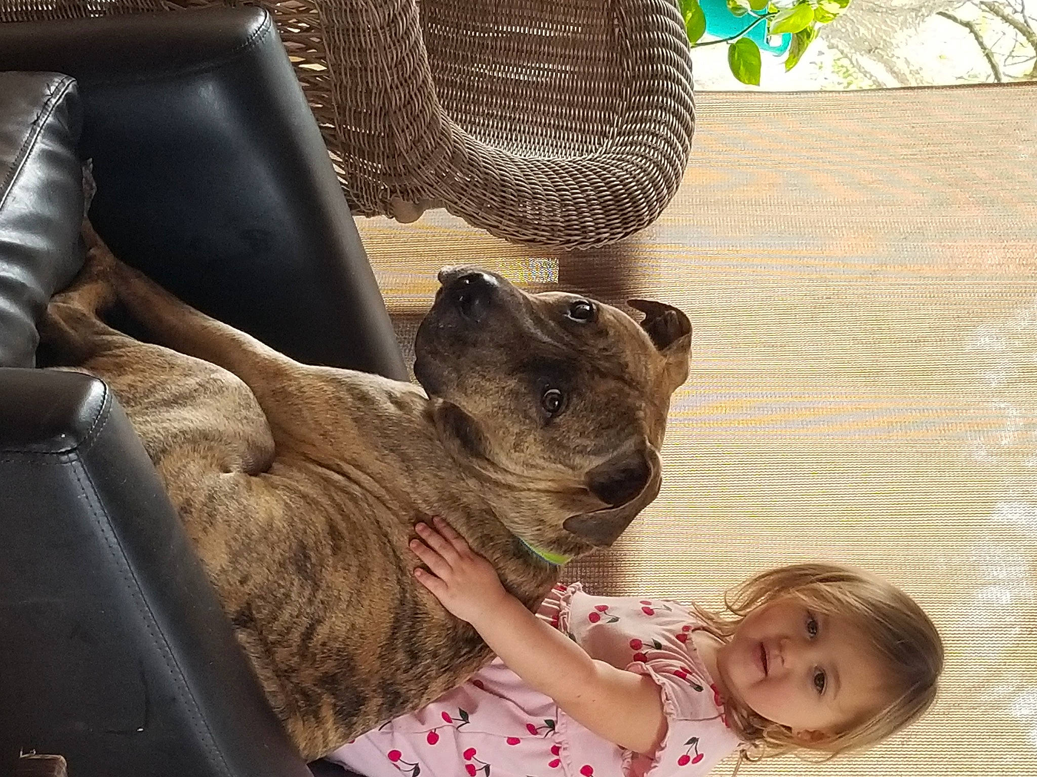 Karley is registered to the contest to win money with this photo: automotive_tire, baby, carnivore, child, comfort, companion_dog, dog, dog_breed, fawn, felidae, fur, happy, hat, mammal, person, smile, snout, sporting_group, terrestrial_animal, toddler