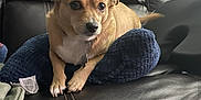 Tweetsie is registered to the contest to win money with this photo: animal, blue_cushion, collar, couch, curious, cushion, cute, dog, domestic_animal, expression, fur, furniture, home, indoor, leather_couch, living_room, pet, resting, small_dog, tan_dog