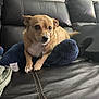 Tweetsie is registered to the contest to win money with this photo: dog, small_dog, tan_dog, couch, leather_couch, cushion, blue_cushion, indoor, pet, animal, resting, cute, fur, collar, curious, expression, home, living_room, furniture, domestic_animal