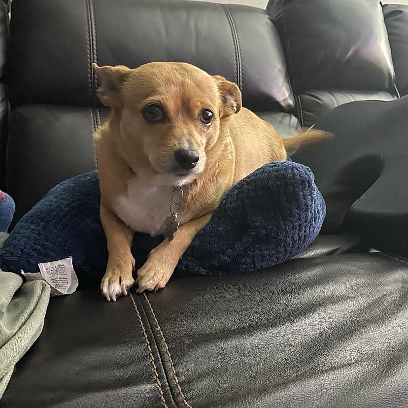 Tweetsie is registered to the contest to win money with this photo: animal, blue_cushion, collar, couch, curious, cushion, cute, dog, domestic_animal, expression, fur, furniture, home, indoor, leather_couch, living_room, pet, resting, small_dog, tan_dog