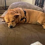 dog, sleeping, brown_couch, harness, indoor, home, furniture, door, blanket, relaxing, pet, canine, resting, cozy, living_room, wooden_chair, quiet, nap, tan_dog, comfortable
