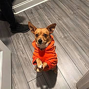 Tweetsie joined the competition — help win amazing prizes! dog, orange_hoodie, wooden_floor, indoor, pet, small_dog, crossed_paws, looking_up, brown_dog, ears_up, casual, person_leg, shoe, flooring, home, cute, animal, domestic_pet, companion, alert