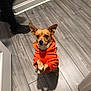 dog, orange_hoodie, wooden_floor, indoor, pet, small_dog, crossed_paws, looking_up, brown_dog, ears_up, casual, person_leg, shoe, flooring, home, cute, animal, domestic_pet, companion, alert