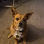 Tweetsie is registered to the contest to win money with this photo: dog, pet, indoor, carpet, brown_dog, small_dog, ears, collar, tag, looking, sitting, floor, domestic_animal, canine, animal, cute, alert, companion, household, portrait