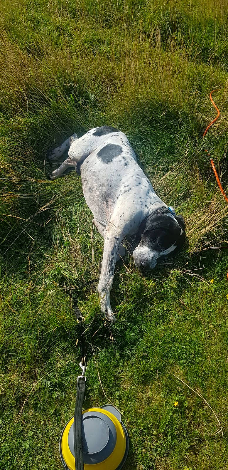 Dougie joined the competition — help win amazing prizes! canidae, carnivore, companion_dog, dog, dog_breed, grass, grass_family, grassland, grazing, groundcover, livestock, pasture, plant, pointing_breed, sheep, snout, sporting_group, tail, terrestrial_animal, working_animal