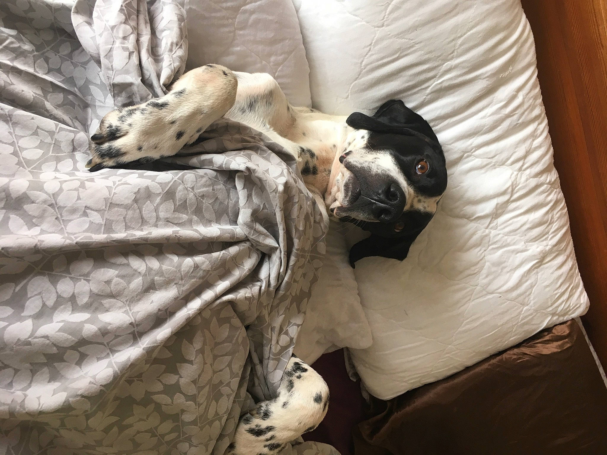 Dougie is registered to the contest to win money with this photo: bedding, carnivore, comfort, companion_dog, couch, dog, dog_breed, duvet, felidae, flooring, fur, grey, hardwood, linens, room, small_to_medium_sized_cats, textile, tree, whiskers, wood