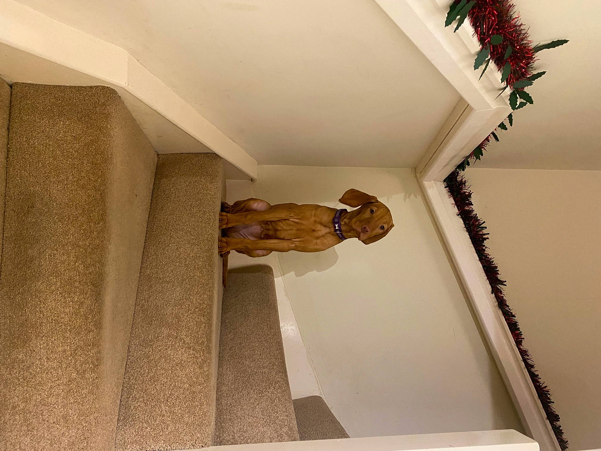Sadie joined the competition — help win amazing prizes! art, baluster, beige, building, ceiling, flooring, hardwood, house, interior_design, molding, pattern, plaster, room, sculpture, shelf, shelving, stairs, wall, window, wood