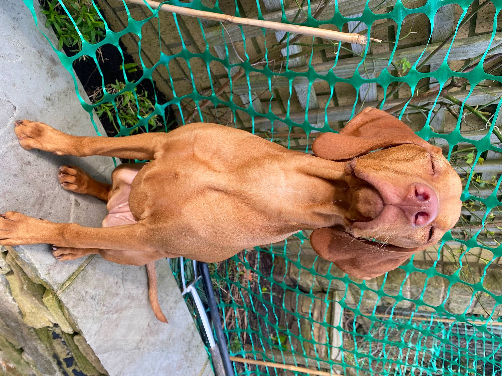 Sadie joined the competition — help win amazing prizes! barechested, canidae, carnivore, chest, dog, dog_breed, fawn, leisure, mesh, pet_supply, snout, sporting_group, wrinkle