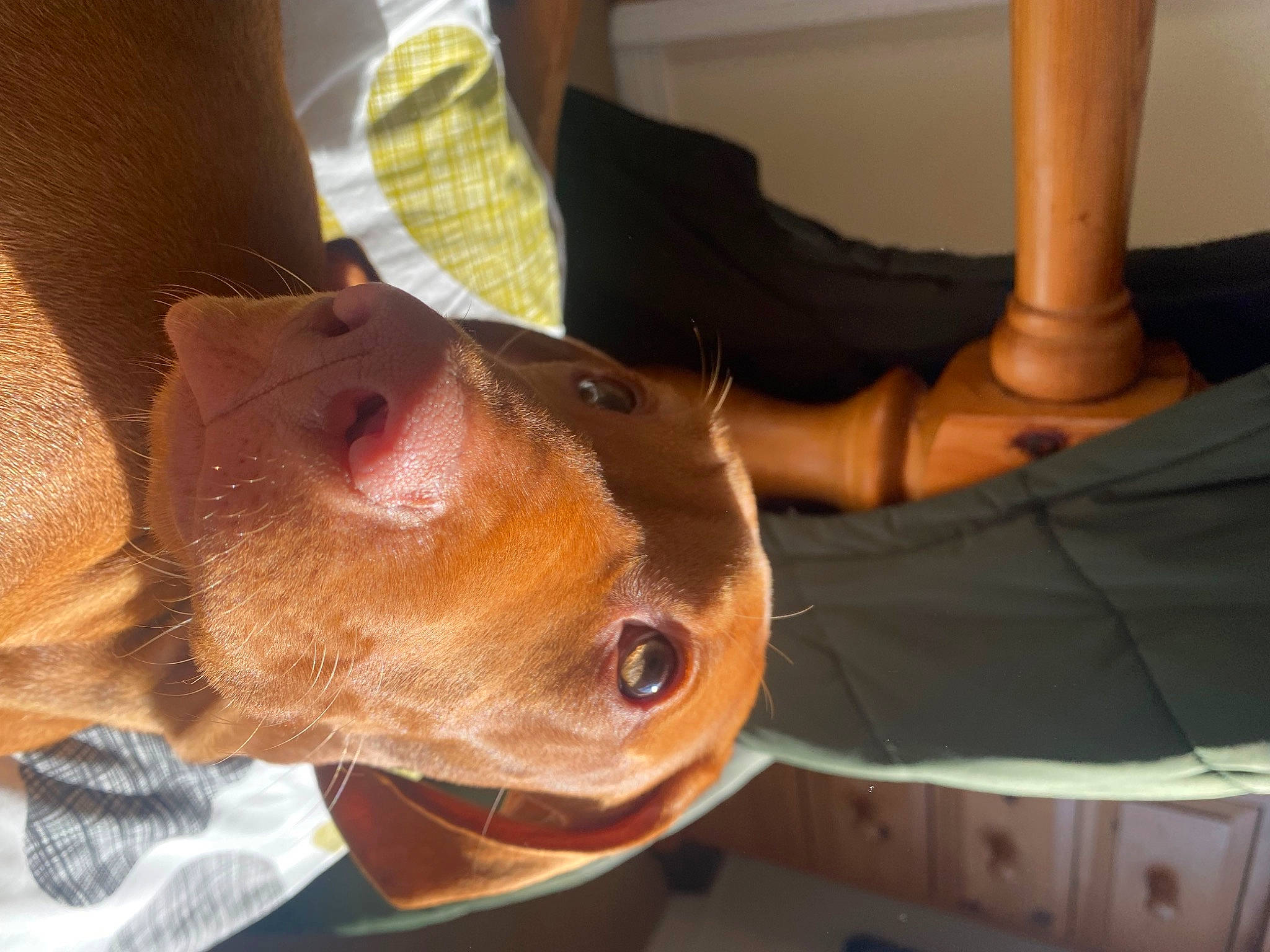 Sadie is registered to the contest to win money with this photo: canidae, carnivore, comfort, companion_dog, dog, dog_breed, ear, fawn, fur, hat, human_leg, jaw, liver, selfie, snout, sporting_group, whiskers, wood, working_animal, wrinkle