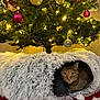 cat, tabby_cat, christmas_tree, christmas_ornaments, christmas_lights, holiday_decor, fluffy_bed, cat_bed, indoor, festive, greenery, red_ornaments, silver_ornaments, yellow_lights, cozy, pet, animal, fur, holiday, celebration