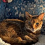 cat, tabby, fluffy_blanket, pillow, blue_pillow, texture, indoor, cozy, sunlight, pet, animal, feline, resting, face, person, video_call, smiling, portrait, home, relaxing
