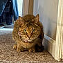 cat, tabby, indoor, carpet, collar, pet, animal, feline, green_eyes, crouching, hallway, doorframe, coat, clothing, floor, fur, whiskers, ears, alert, focused