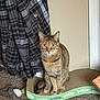 Pickles is registered to the contest to win money with this photo: animal, brown, carpet, cat, closeup, curious, domestic, ears, feline, fish_pattern, green_eyes, indoor, pet, plaid_shirt, scratcher, sitting, tabby, tail, toy, whiskers