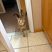 Pickles is registered to the contest to win money with this photo: cat, tabby, pet, indoor, floor, tile, carpet, doorway, curious, animal, whiskers, feline, walking, home, house, brown, orange, green_eyes, paw, tail