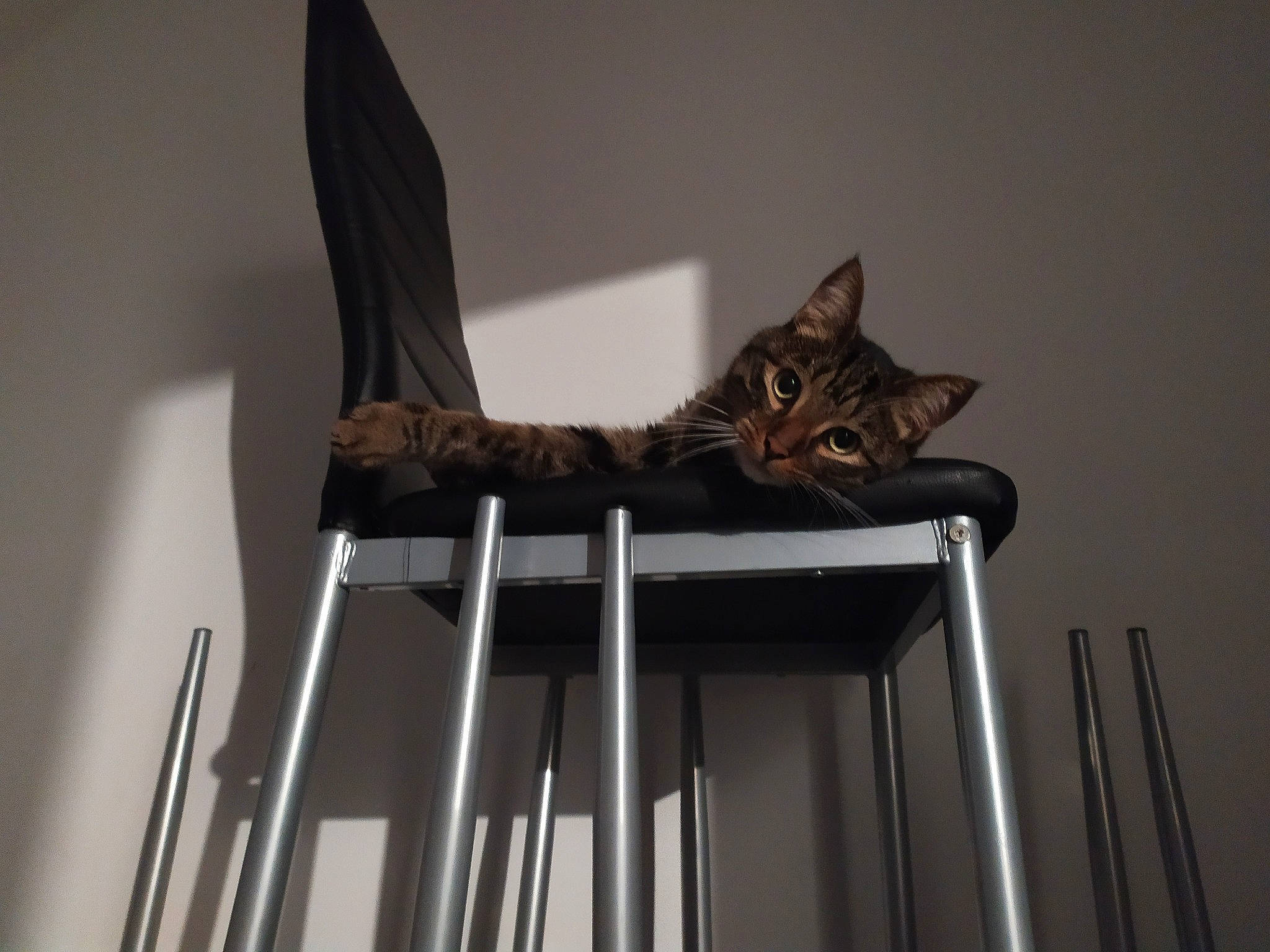 Gribouille participe au concours pour gagner de l'argent avec cette photo : bengal, carnivore, cat, domestic_short_haired_cat, felidae, ocicat, small_to_medium_sized_cats, whiskers