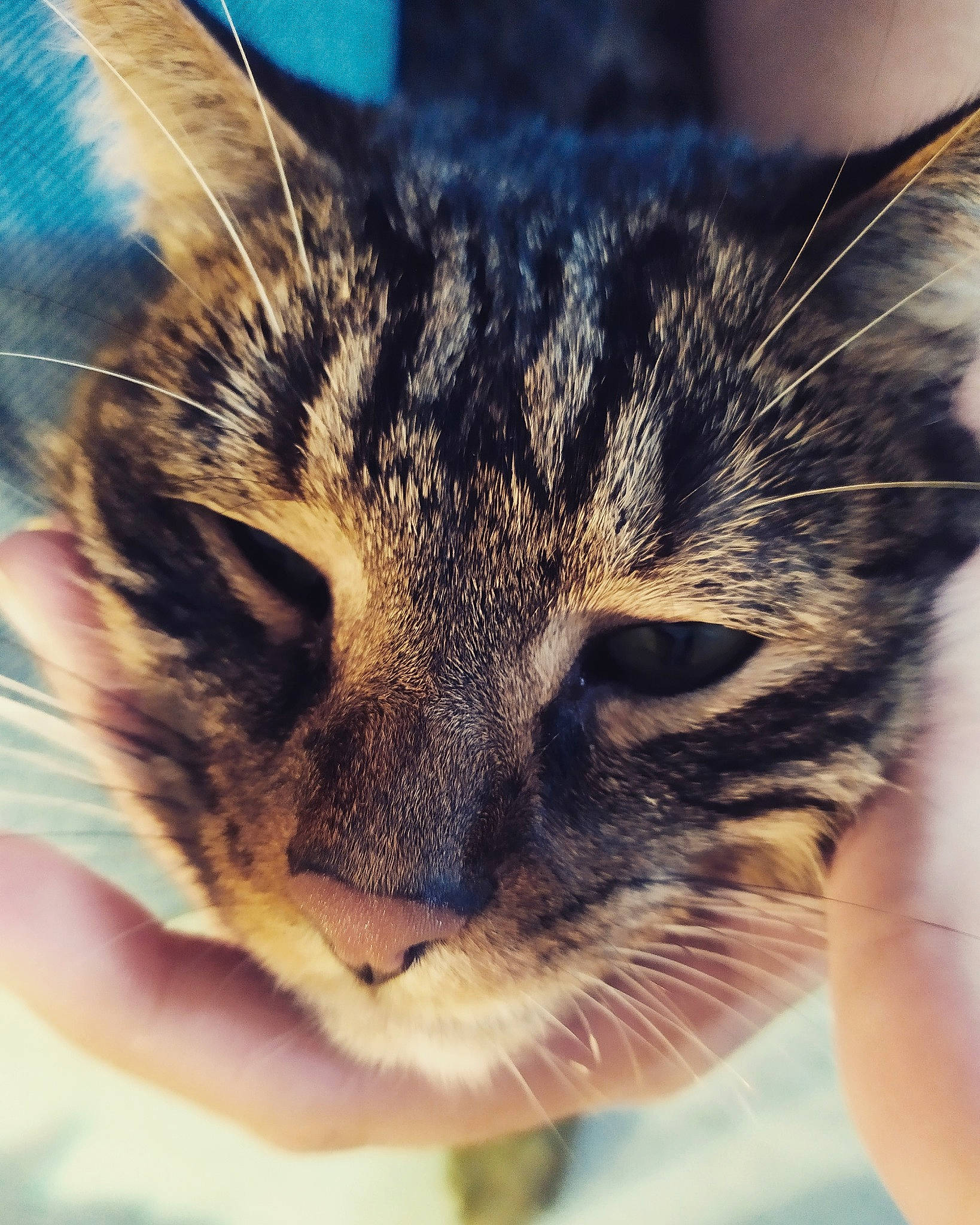 Gribouille a rejoint le concours — aidez-le/la à gagner de superbes lots ! asian, carnivore, cat, close_up, domestic_short_haired_cat, european_shorthair, eye, face, felidae, fur, kitten, nose, organ, skin, sky, small_to_medium_sized_cats, snapshot, snout, tabby_cat, whiskers