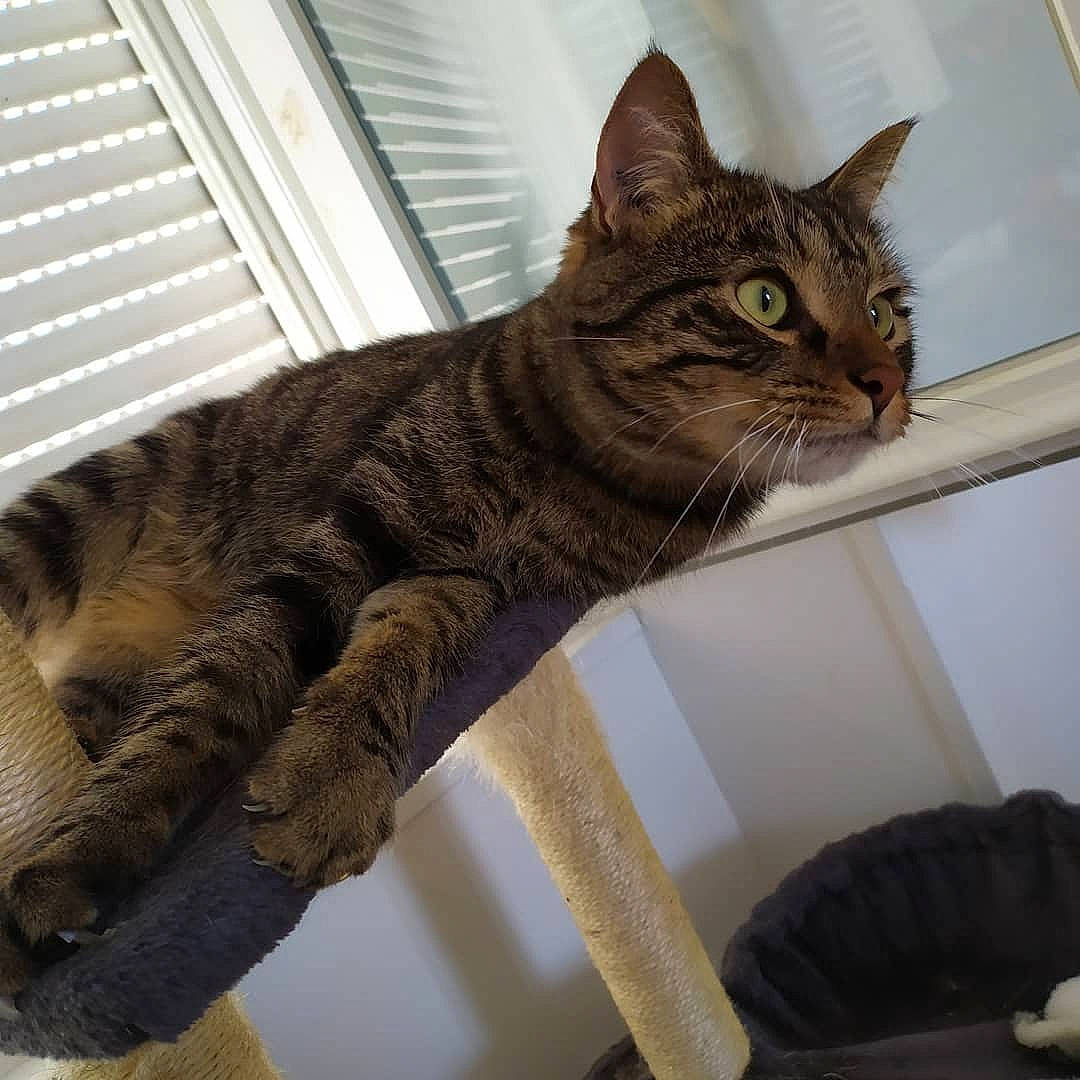 Gribouille participe au concours pour gagner de l'argent avec cette photo : american_shorthair, asian, australian_mist, california_spangled, carnivore, cat, domestic_short_haired_cat, dragon_li, european_shorthair, felidae, mammal, ocicat, pixie_bob, small_to_medium_sized_cats, tabby_cat, toyger, whiskers