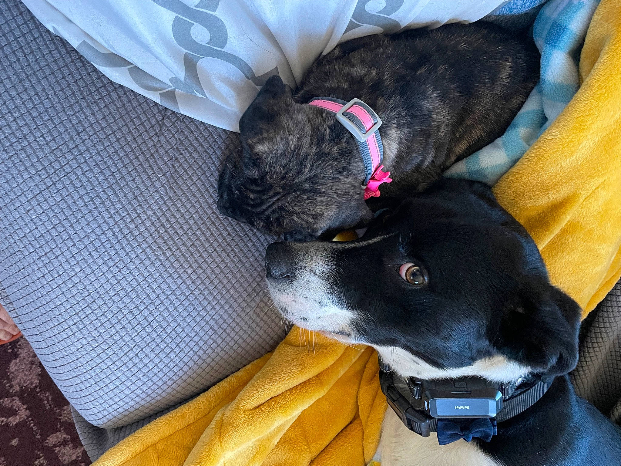 Freya is registered to the contest to win money with this photo: borador, carnivore, collar, comfort, companion_dog, dog, dog_breed, dog_collar, dog_supply, fawn, fur, grey, guard_dog, leash, non_sporting_group, pet_supply, sporting_group, tail, whiskers, working_animal