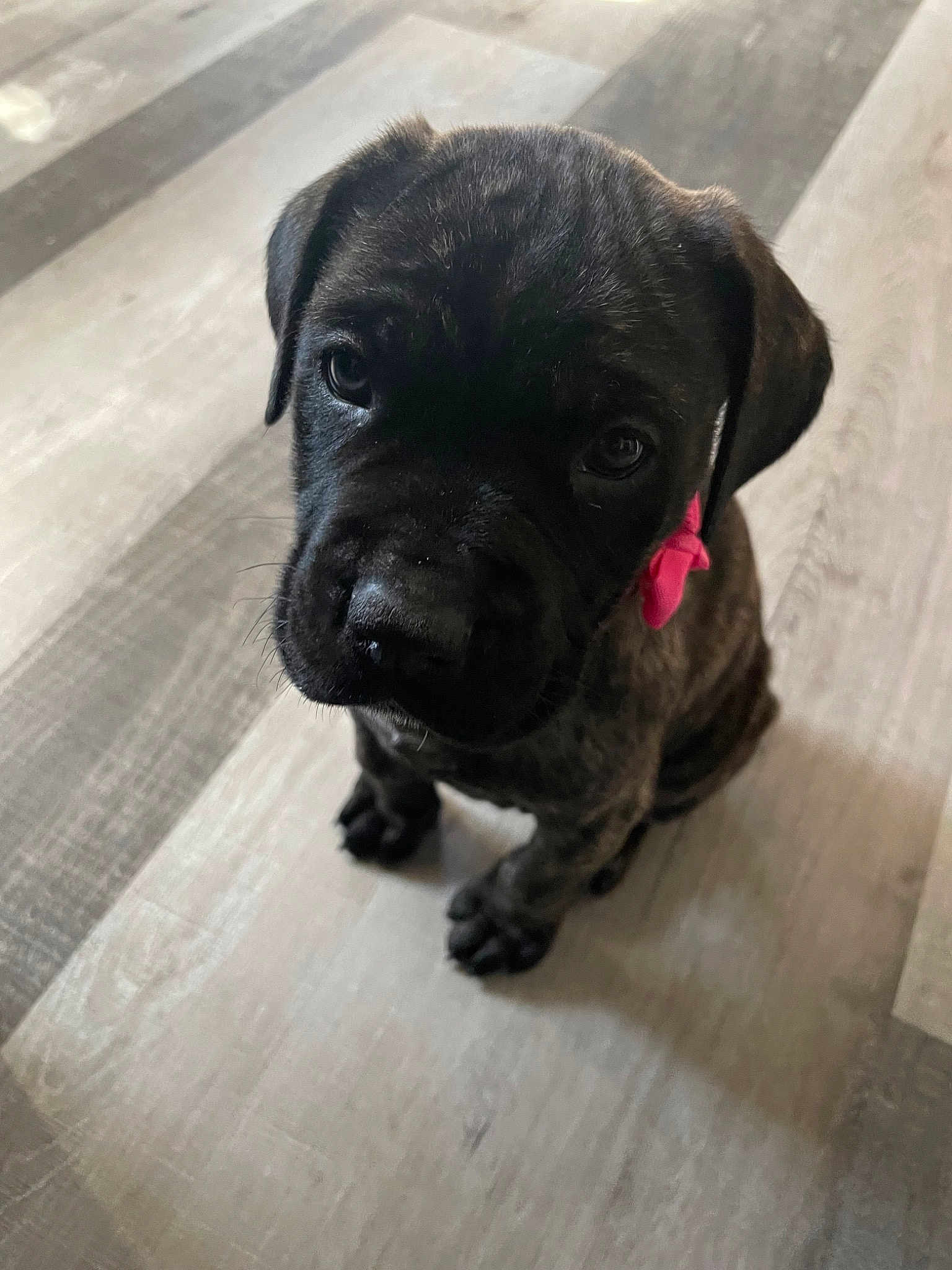 Freya