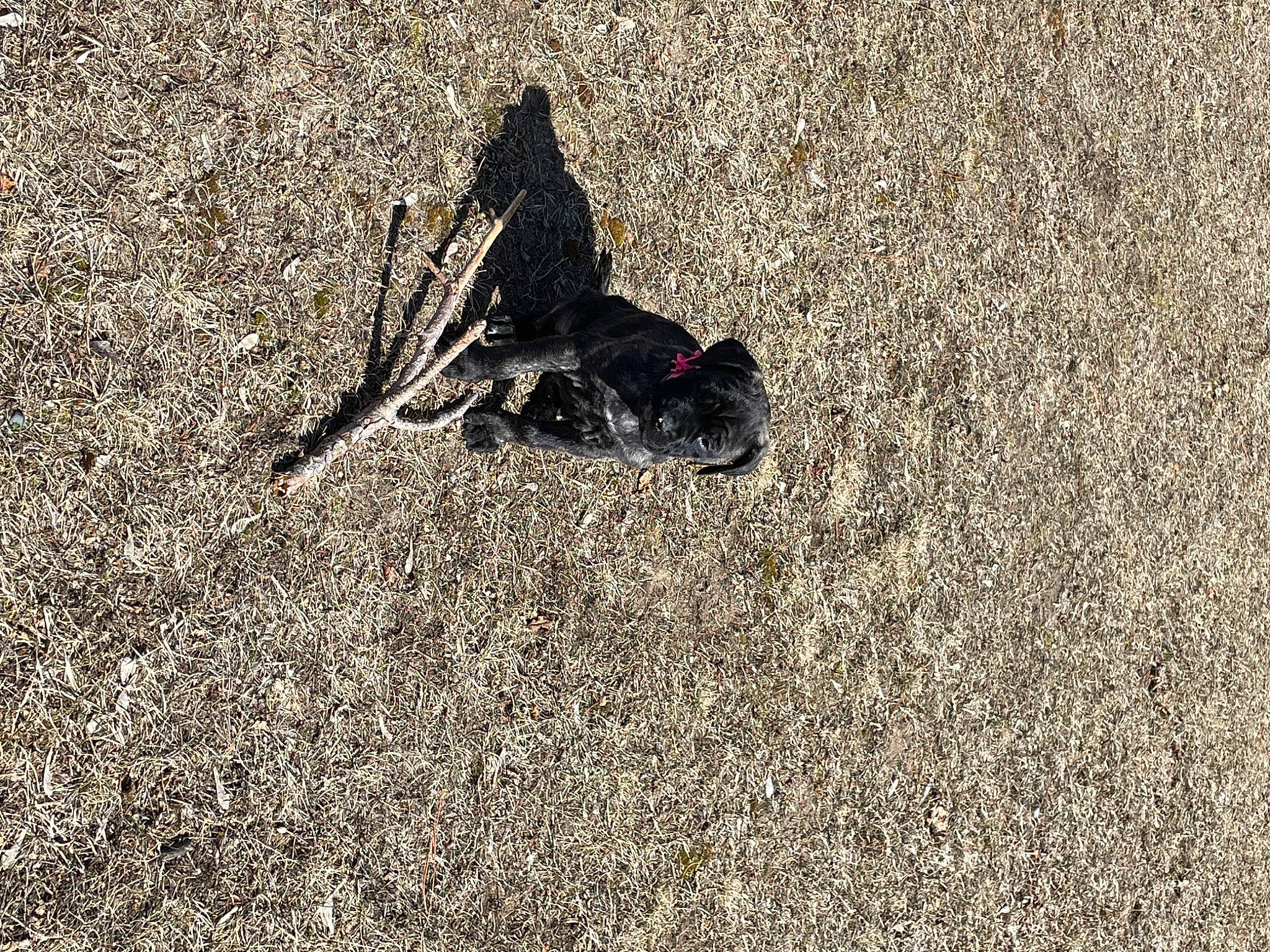 Freya is registered to the contest to win money with this photo: asphalt, carmine, concrete, flooring, foot, grass, grey, human_leg, landscape, monochrome, monochrome_photography, pattern, people_in_nature, road_surface, sand, shadow, sidewalk, soil, tar, tints_and_shades