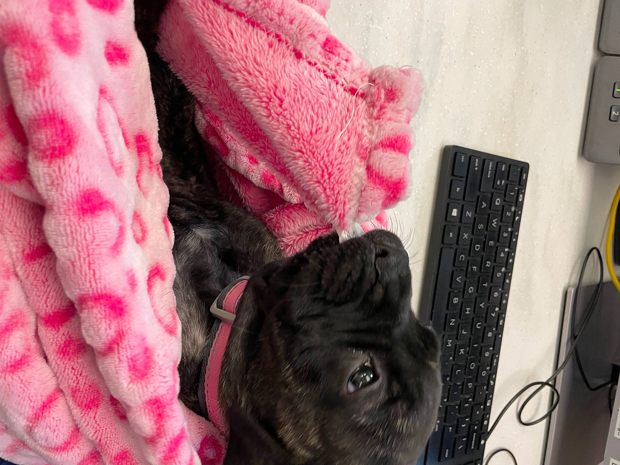 Freya joined the competition — help win amazing prizes! carnivore, comfort, companion_dog, computer, dog, dog_breed, fur, input_device, laptop, linens, magenta, mouse, office_equipment, pattern, peripheral, personal_computer, pink, whiskers, wool, woolen
