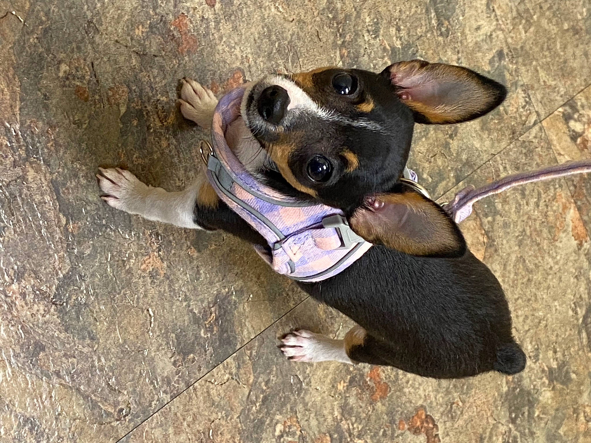 Tinker joined the competition — help win amazing prizes! canidae, carnivore, collar, companion_dog, dog, dog_breed, dog_collar, dog_supply, ear, electric_blue, fawn, foot, fur, leash, paw, snout, sporting_group, terrestrial_animal, whiskers, working_animal