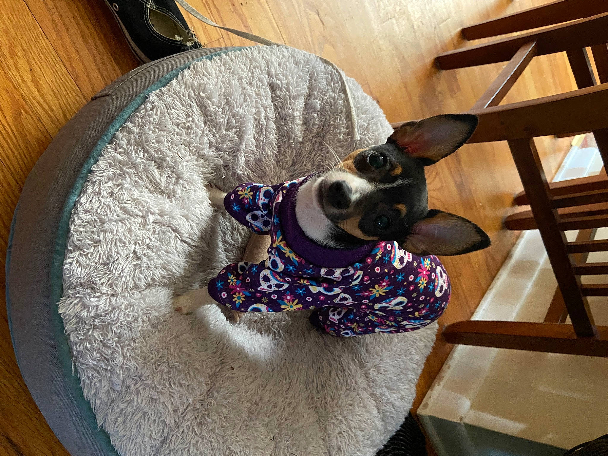 Tinker joined the competition — help win amazing prizes! carnivore, circle, companion_dog, dog, dog_breed, eyewear, fashion_accessory, fawn, fedora, flooring, fur, goggles, hat, headgear, personal_protective_equipment, pet_supply, sunglasses, wood, wool, working_animal