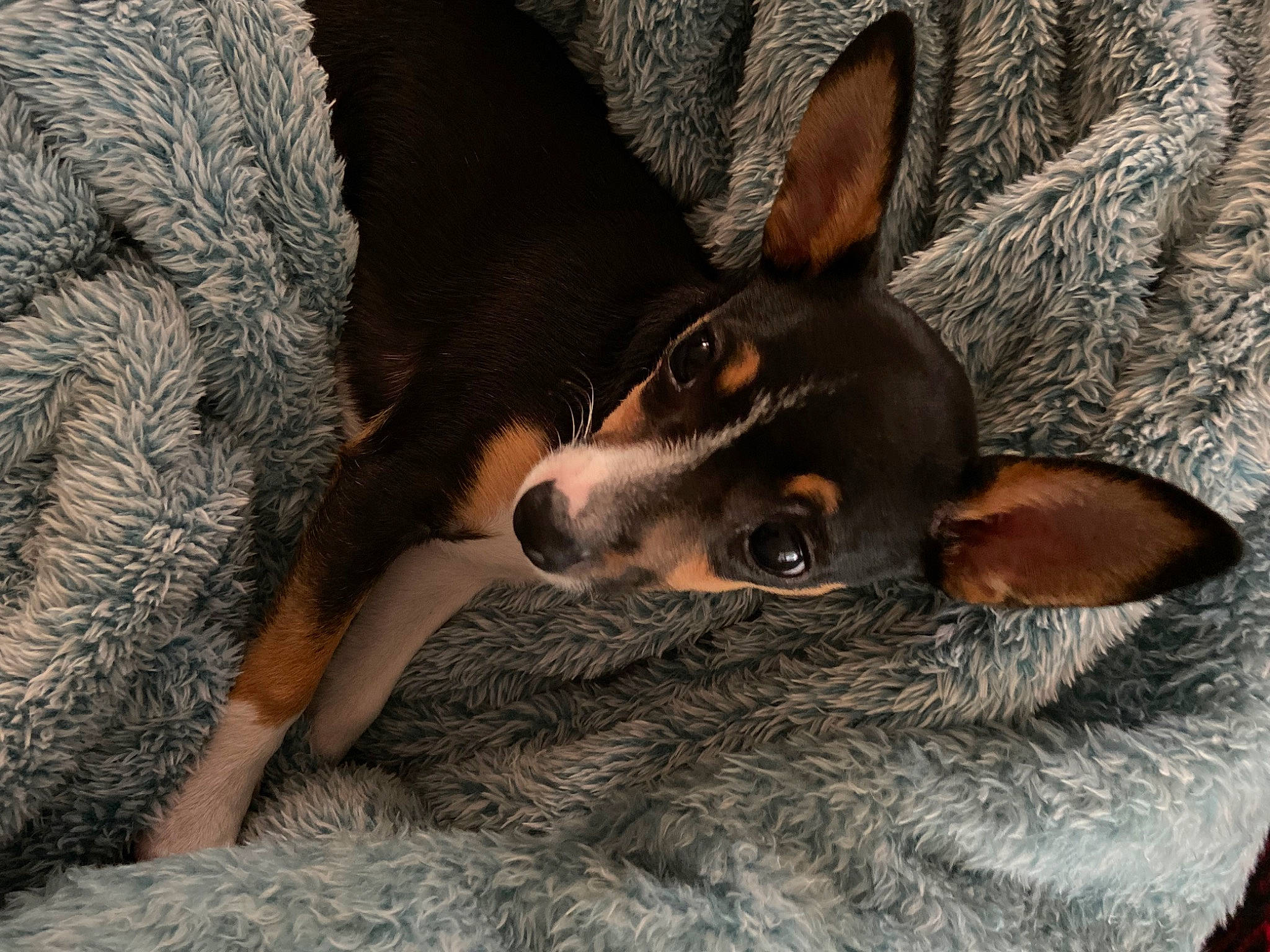 Tinker is registered to the contest to win money with this photo: basenji, canidae, carnivore, comfort, companion_dog, dog, dog_breed, ear, fawn, fur, paw, pinscher, prazsky_krysarik, russkiy_toy, snout, sporting_group, terrestrial_animal, toy_dog, whiskers, working_animal