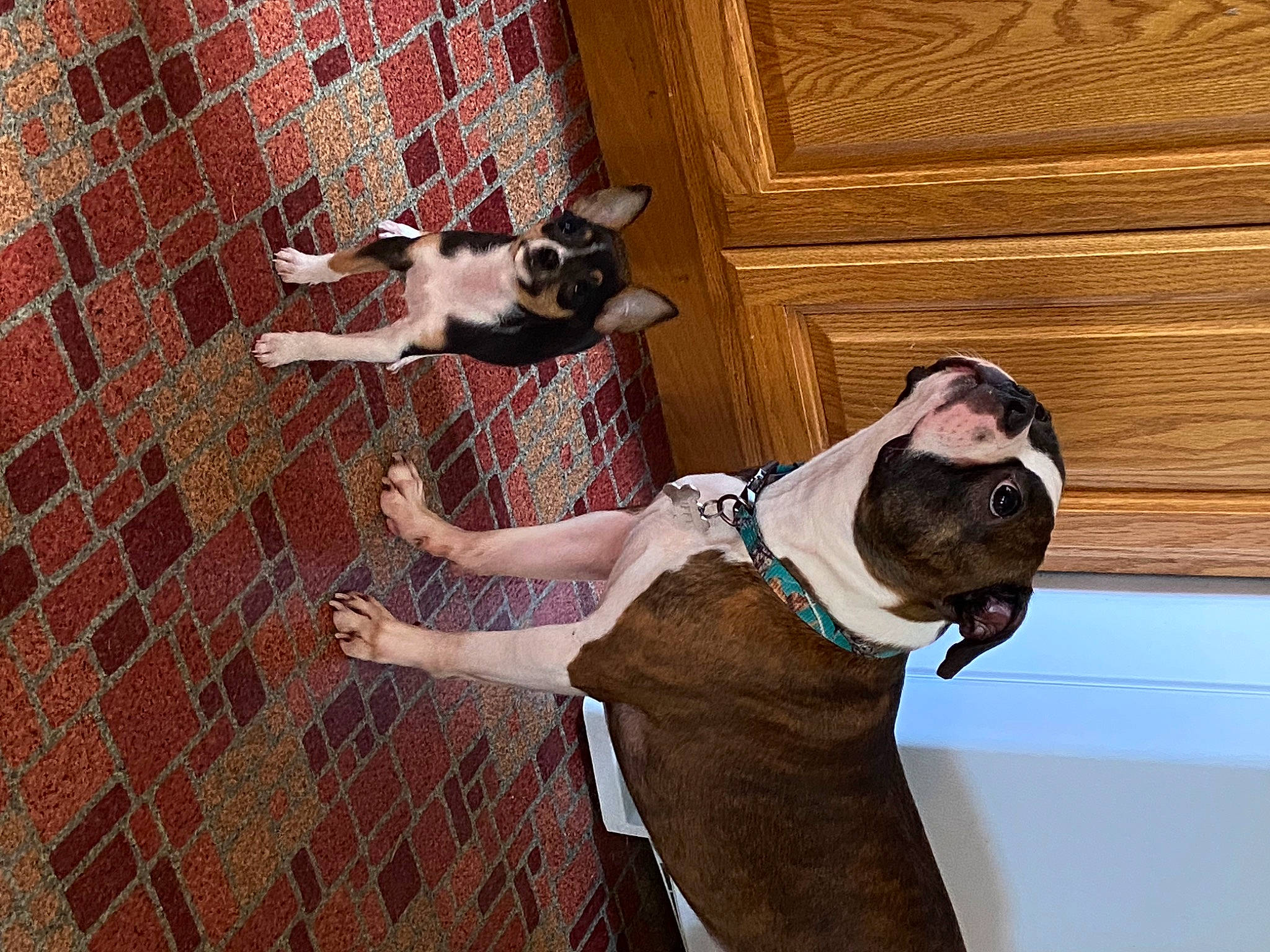 Duffy is registered to the contest to win money with this photo: brick, brickwork, carnivore, collar, companion_dog, dog, dog_breed, dog_collar, dog_supply, fawn, floor, flooring, mammal, pet_supply, snout, sporting_group, tail, vertebrate, wood, working_animal