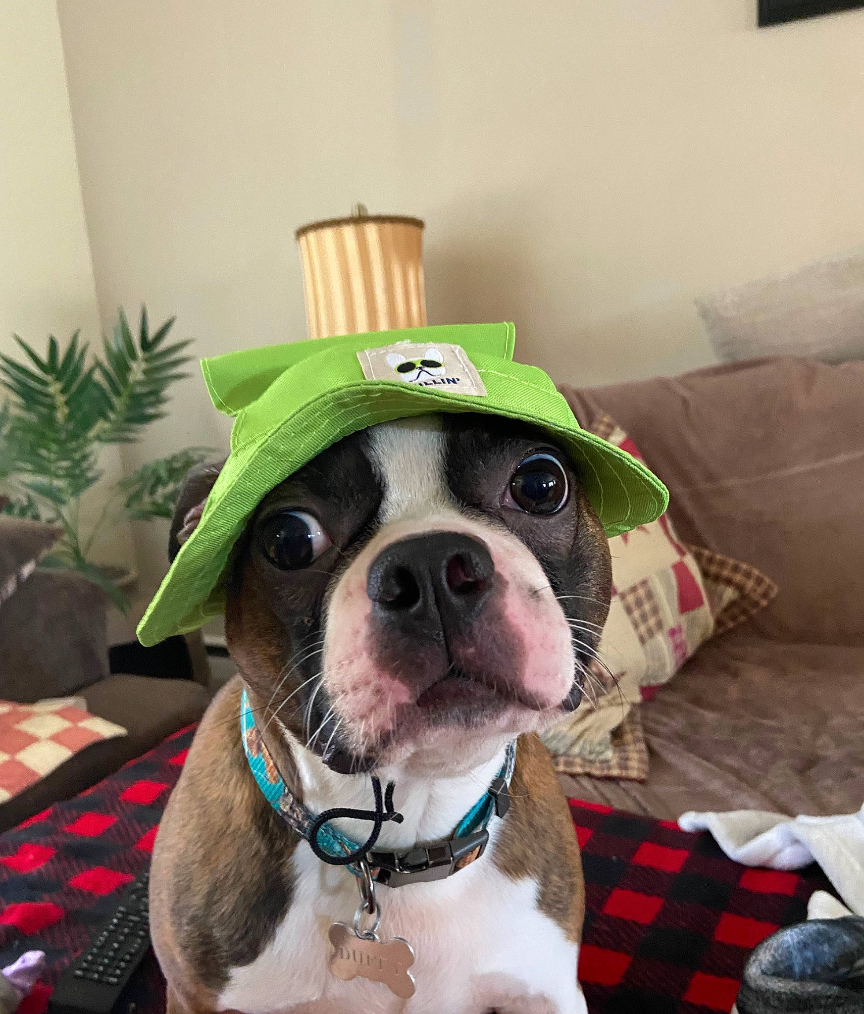 Duffy joined the competition — help win amazing prizes! carnivore, collar, companion_dog, dog, dog_breed, dog_clothes, dog_collar, dog_supply, eyewear, fawn, houseplant, leash, personal_protective_equipment, pet_supply, plant, selfie, snout, sporting_group, whiskers, working_animal