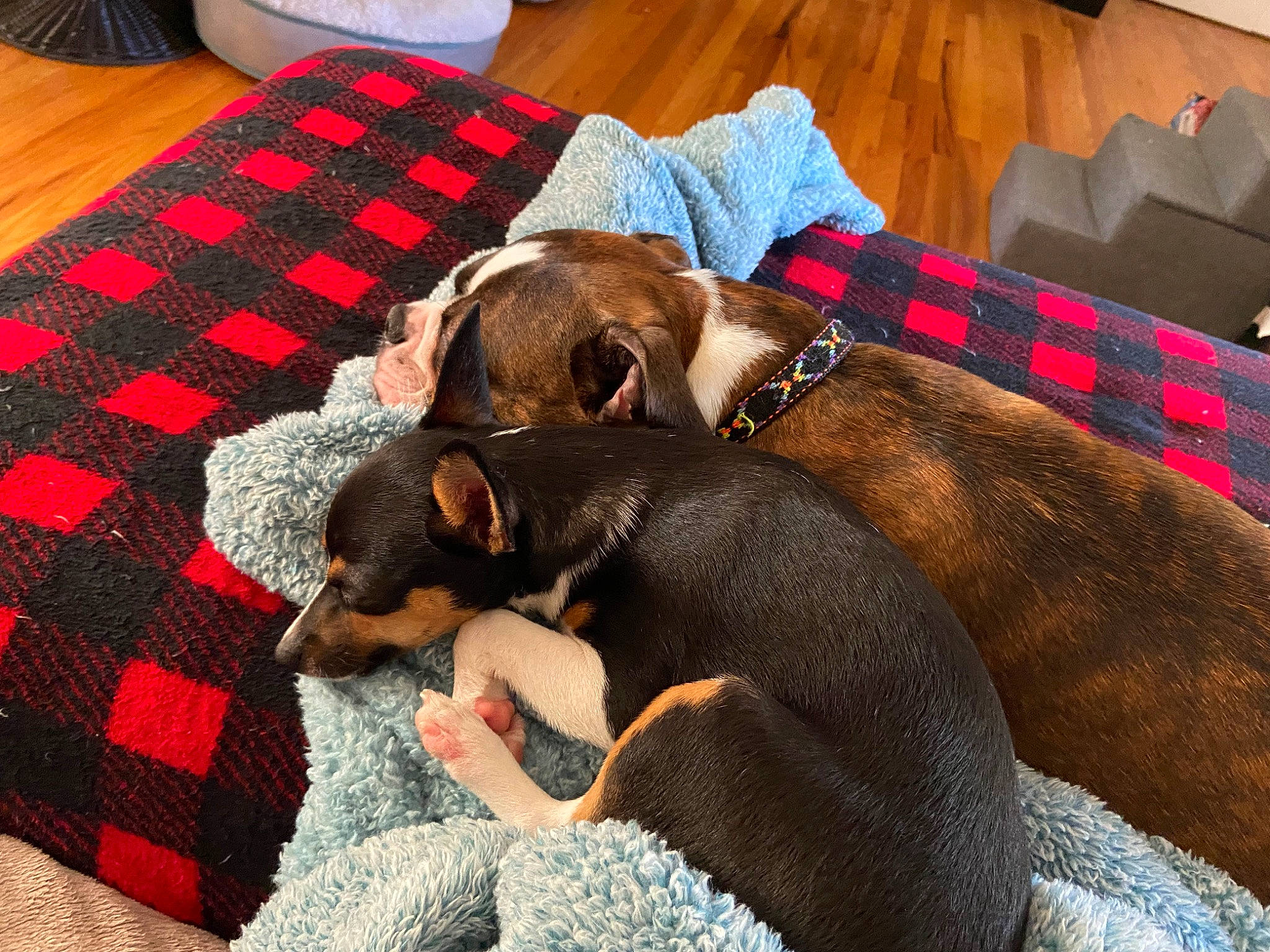 Duffy is registered to the contest to win money with this photo: brown, canidae, carnivore, collar, comfort, companion_dog, dog, dog_breed, dog_supply, fawn, linens, liver, pattern, pet_supply, plaid, scent_hound, sporting_group, tartan, toy_dog, working_animal