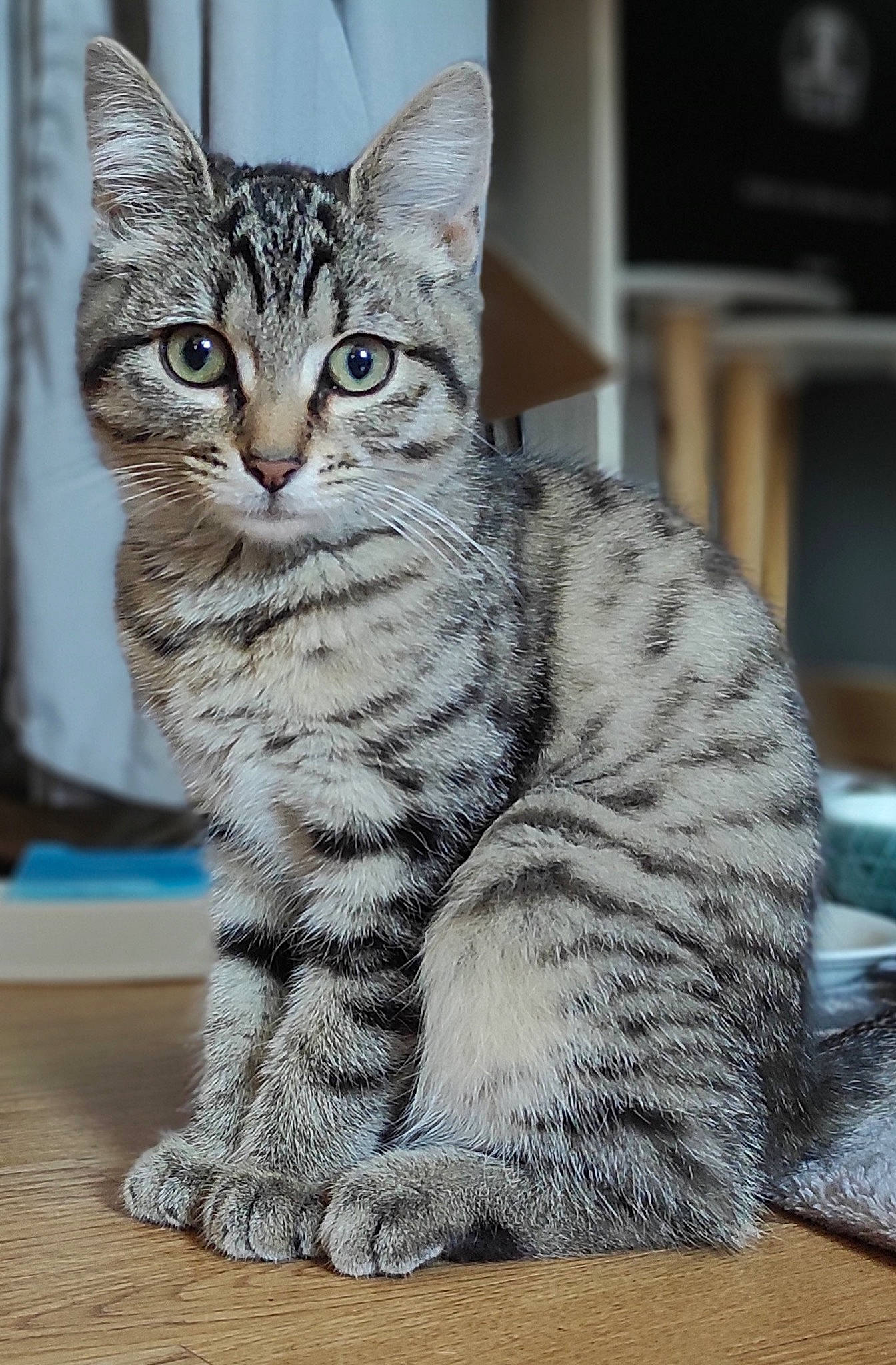 Sweety a rejoint le concours — aidez-le/la à gagner de superbes lots ! carnivore, cat, domestic_short_haired_cat, felidae, fur, paw, sitting, small_to_medium_sized_cats, snout, tail, terrestrial_animal, whiskers, wildlife, window