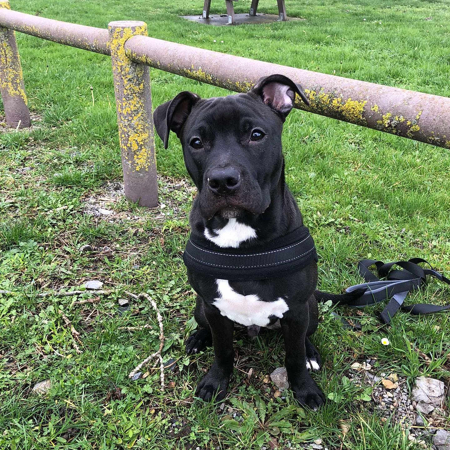 Zoom a rejoint le concours — aidez-le/la à gagner de superbes lots ! animal, bench, bulldog, canine, dog, face, furniture, grass, head, nature, outdoors, park, person, pet, photography, plant, portrait, puppy, tree, vegetation
