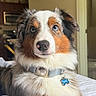 Blue joined the competition — help win amazing prizes! australian_shepherd, bed, bedroom, bone_tag, close_up, collar, cute, dog, dog_tag, ears, eyes, face, fluffy, fur, indoor, nose, pet, portrait, puppy, tri_color