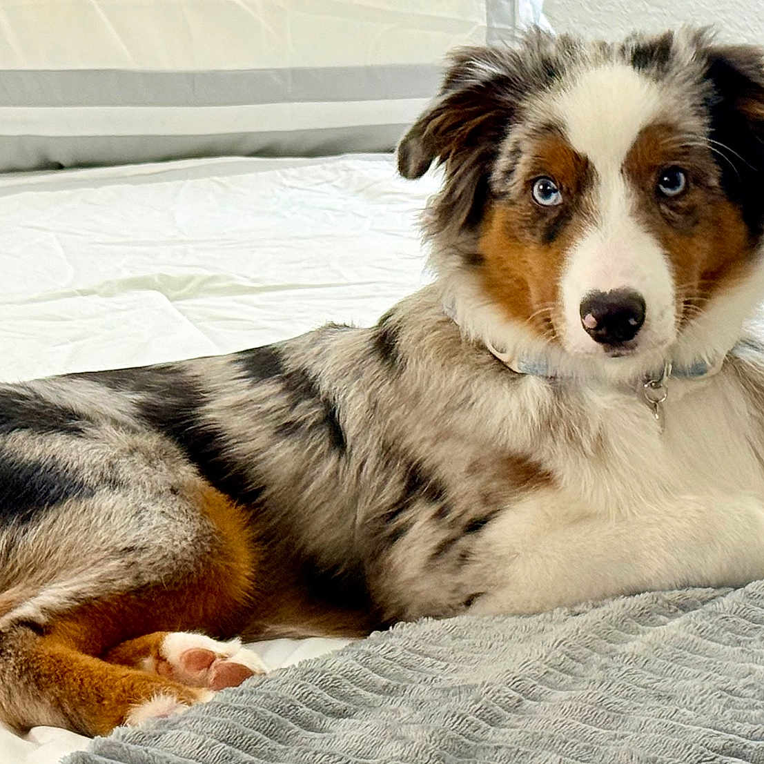Blue joined the competition — help win amazing prizes! animal, australian_shepherd, bed, bedroom, blanket, blue_eyes, close_up, collar, dog, fluffy, home, indoors, long_hair, lying_down, merle_coat, pet, portrait, puppy, relaxed, sleeping_area