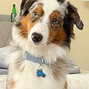 Blue is registered to the contest to win money with this photo: animal, australian_shepherd, bed, black_fur, blue_eyes, brown_eyes, brown_fur, close_up, collar, dog, dog_tag, fluffy, green_bottle, head_tilt, indoor, long_hair, pet, portrait, tricolor_dog, white_fur