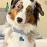 animal, australian_shepherd, bed, black_fur, blue_eyes, brown_eyes, brown_fur, close_up, collar, dog, dog_tag, fluffy, green_bottle, head_tilt, indoor, long_hair, pet, portrait, tricolor_dog, white_fur