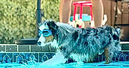 Blue joined the competition — help win amazing prizes! animal, backyard, black_and_white, canine, dog, funny, goggles, outdoor, patio, pet, playful, pool, reflection, splash, standing, summer, swimming, tiles, water, wet_fur