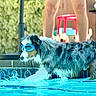 animal, backyard, black_and_white, canine, dog, funny, goggles, outdoor, patio, pet, playful, pool, reflection, splash, standing, summer, swimming, tiles, water, wet_fur