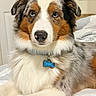 Blue is registered to the contest to win money with this photo: adorable, australian_shepherd, bed, bedroom, blue_eyes, bone_tag, canine, close_up, collar, dog, fluffy, indoors, long_hair, name_tag, pet, portrait, puppy, sitting, tricolor, white_bedding