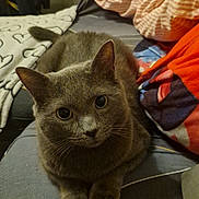 Loulou a rejoint le concours — aidez-le/la à gagner de superbes lots ! cat, gray_cat, pet, indoor, couch, blanket, cozy, furniture, animal, cute, looking, whiskers, ears, tail, soft, domestic, resting, relaxed, home, comfort