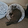 cat, gray_cat, fluffy_cushion, pet, indoor, relaxed, curled_up, floor, wall, cozy, furniture, soft_texture, resting, cute, animal, domestic_cat, feline, home, comfort, sleepy