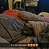 Loulou participe au concours pour gagner de l'argent avec cette photo : cat, bed, blanket, pillow, indoor, cozy, gray_cat, furniture, curtains, window, soft_lighting, resting, pet, comfort, home, snug, text_overlay, animal, sleepy, casual