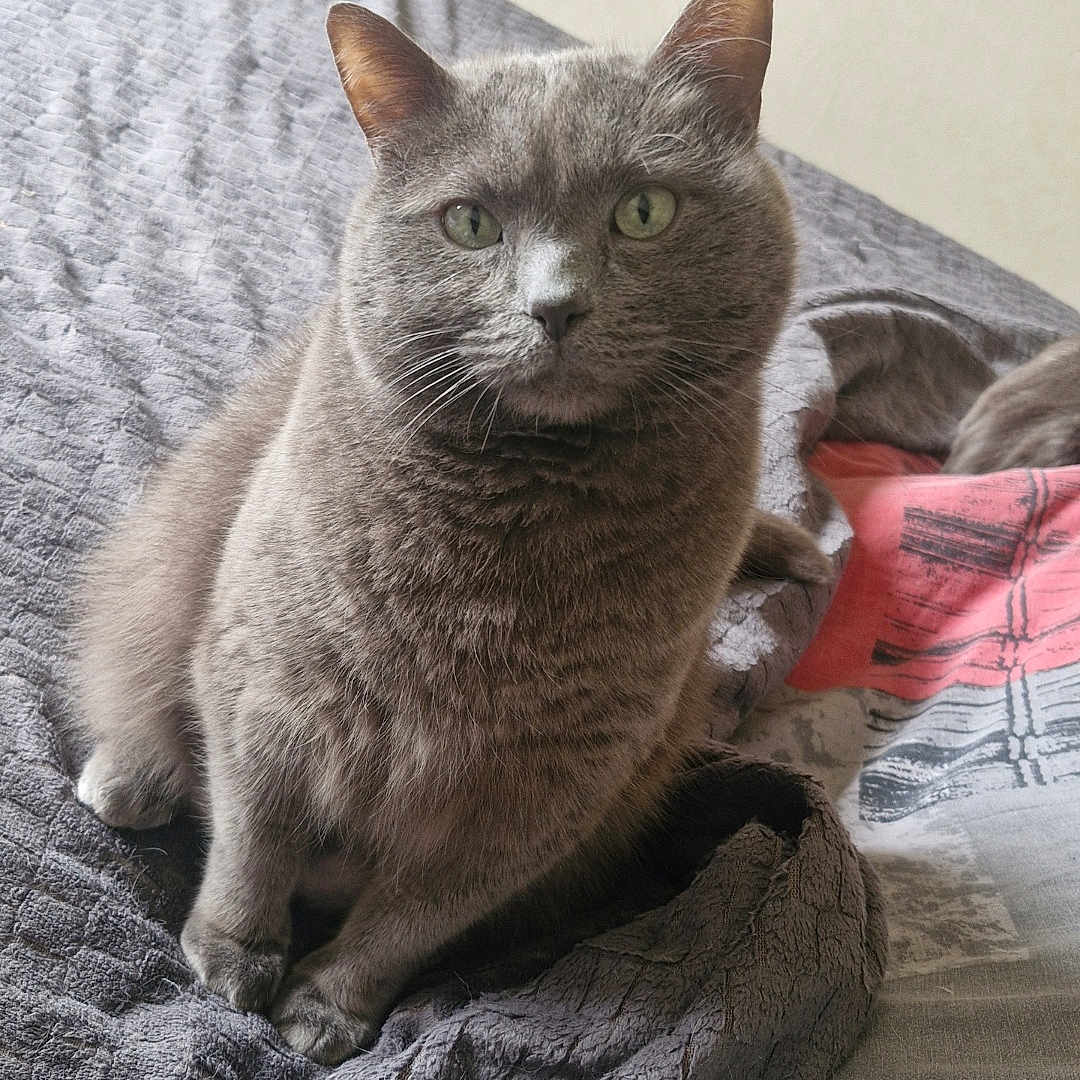 Loulou a rejoint le concours — aidez-le/la à gagner de superbes lots ! cat, gray_cat, pet, indoor, bed, blanket, feline, animal, cute, fur, whiskers, ears, green_eyes, cozy, resting, domestic_animal, mammal, looking, sitting, texture