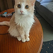 Madeline joined the competition — help win amazing prizes! cat, fluffy, table, wooden_table, indoor, pet, curious, sitting, feline, animal, domestic, orange_and_white, whiskers, ears, eyes, fur, living_room, sofa, carpet, cozy